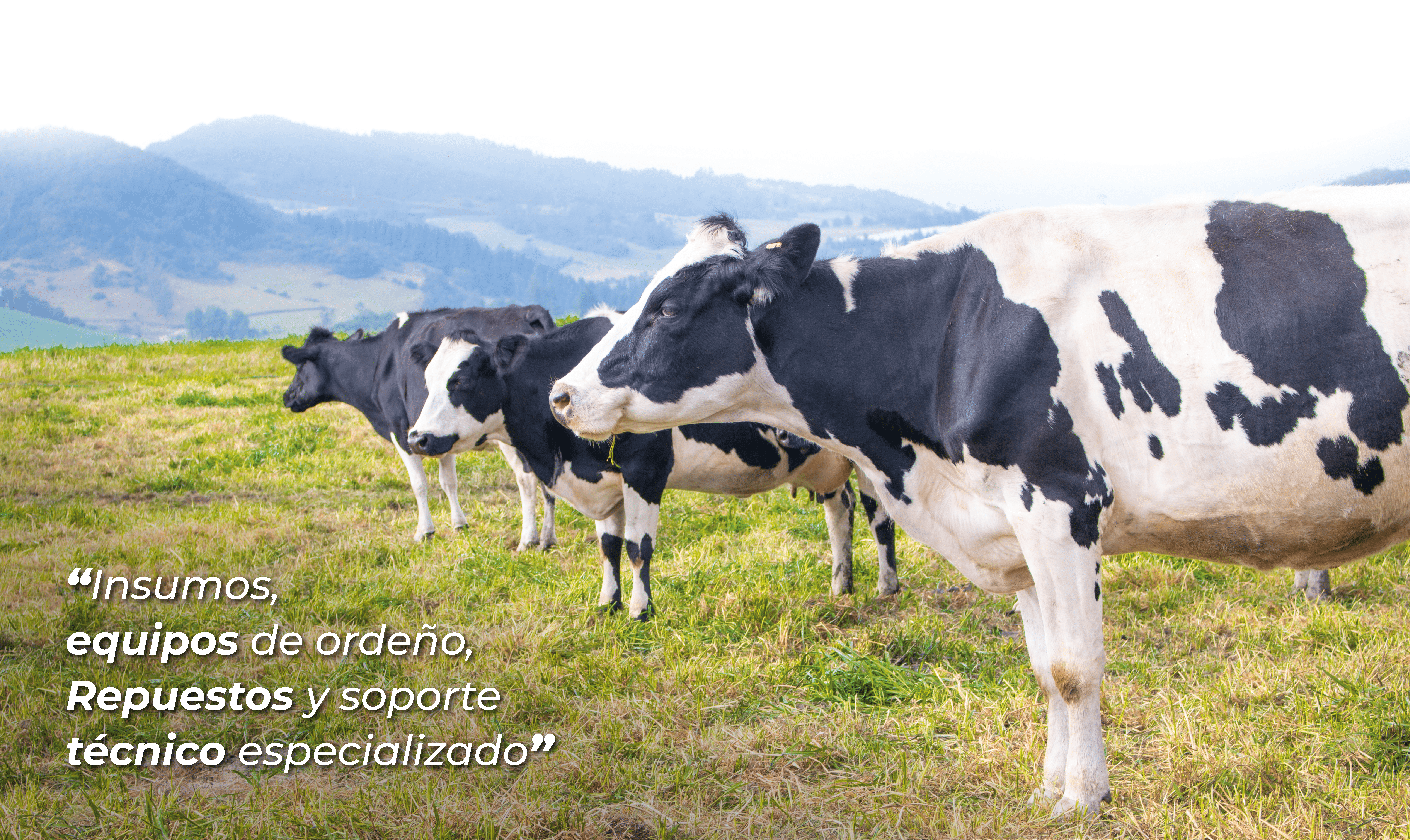 Quienes Somos